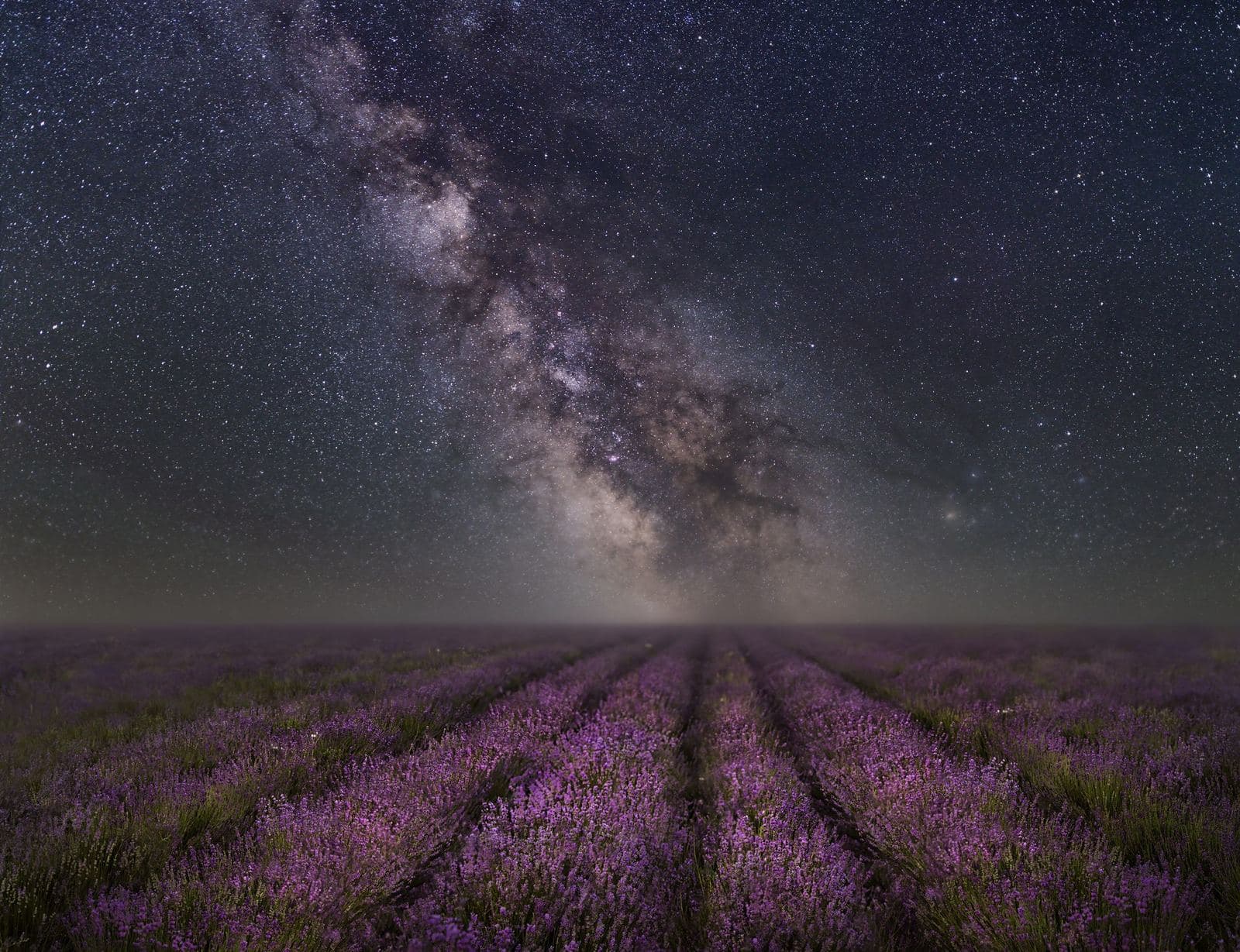 Lavender and essential oils