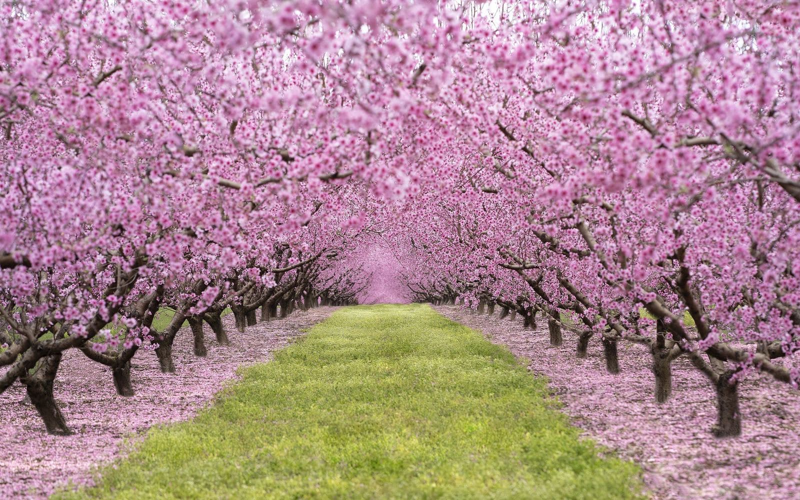 Orchard: peach, cherry, almond