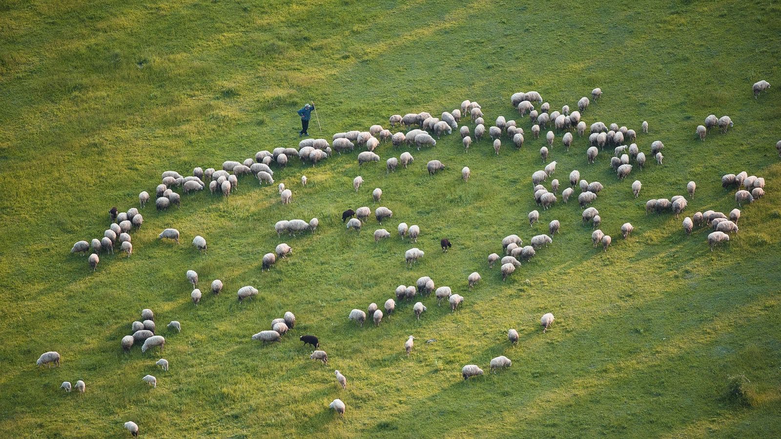 Sheep on pasture