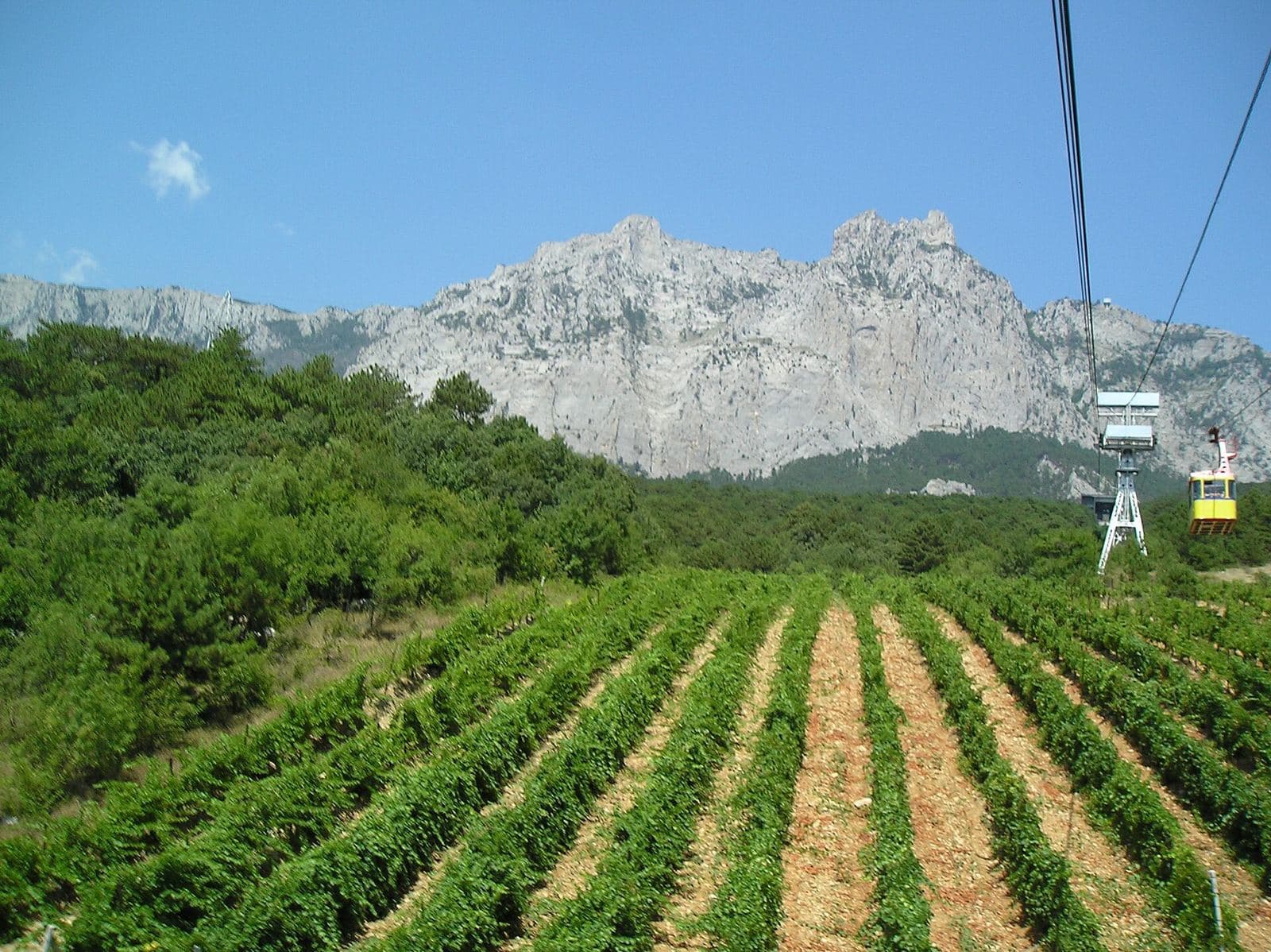 Vineyard