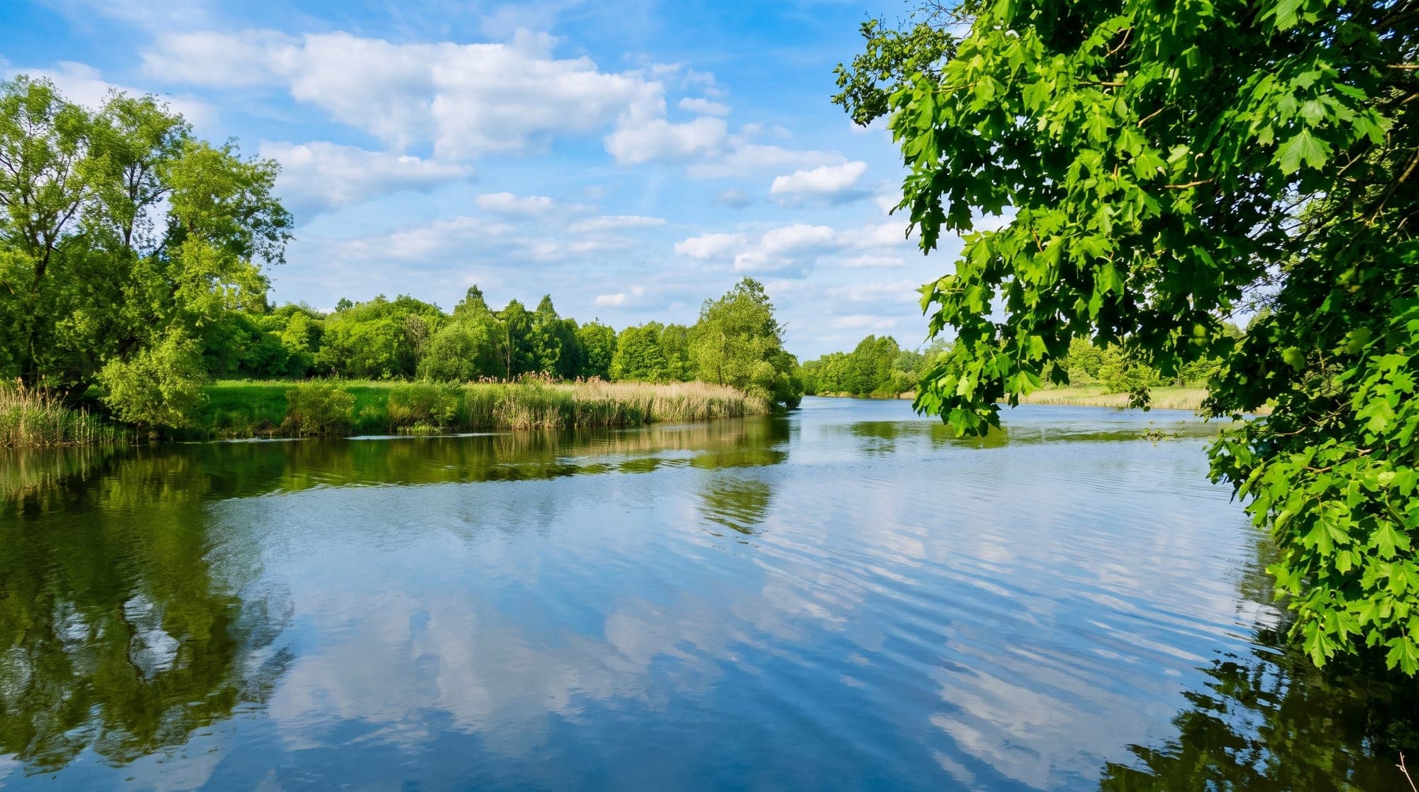 Pond shore near Rozhdestveno