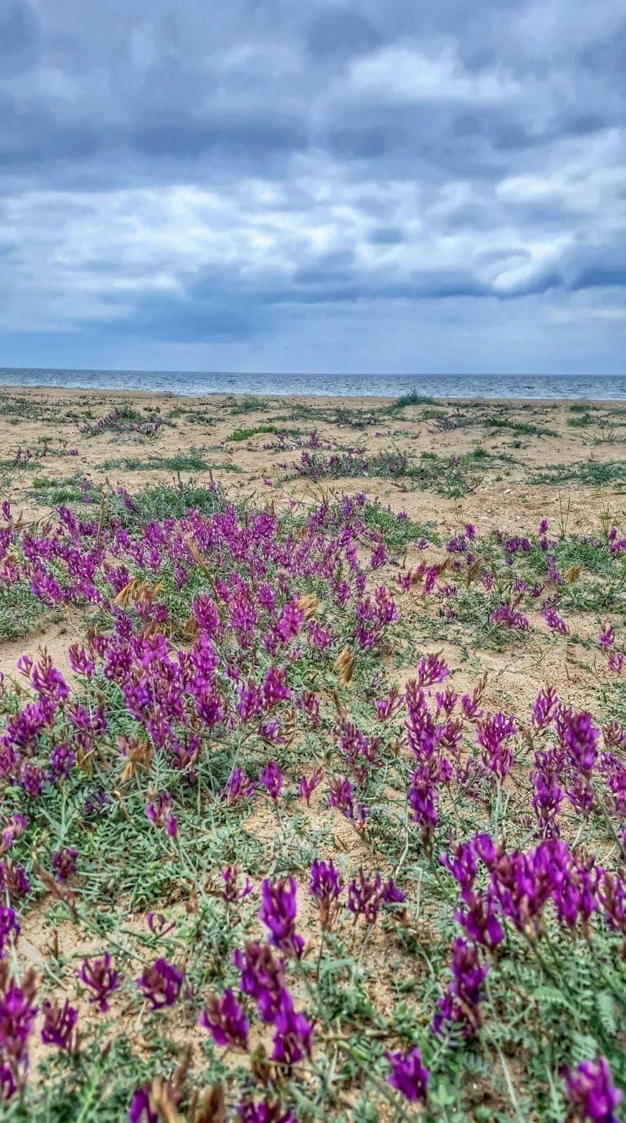 Steppe in bloom, the sea on the horizon